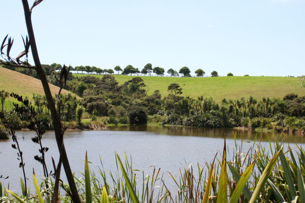 Revegetation and Wetlands