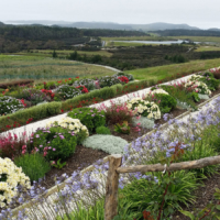 Carrington Winery planting by Scott Landscaping