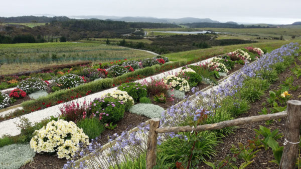 Carrington Winery planting by Scott Landscaping